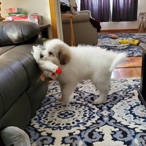 Meet your Posher, Faith